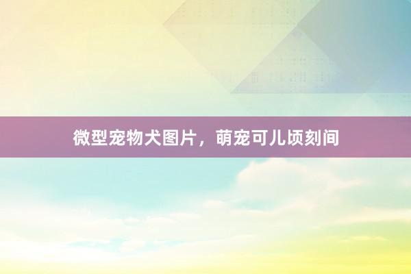 微型宠物犬图片，萌宠可儿顷刻间